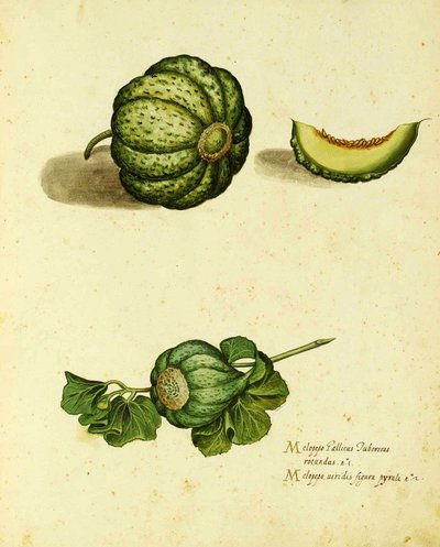 Heirloom Squash by Ulisse Aldrovandi, Plate Published in Piante Fiori Frutti by Italian School